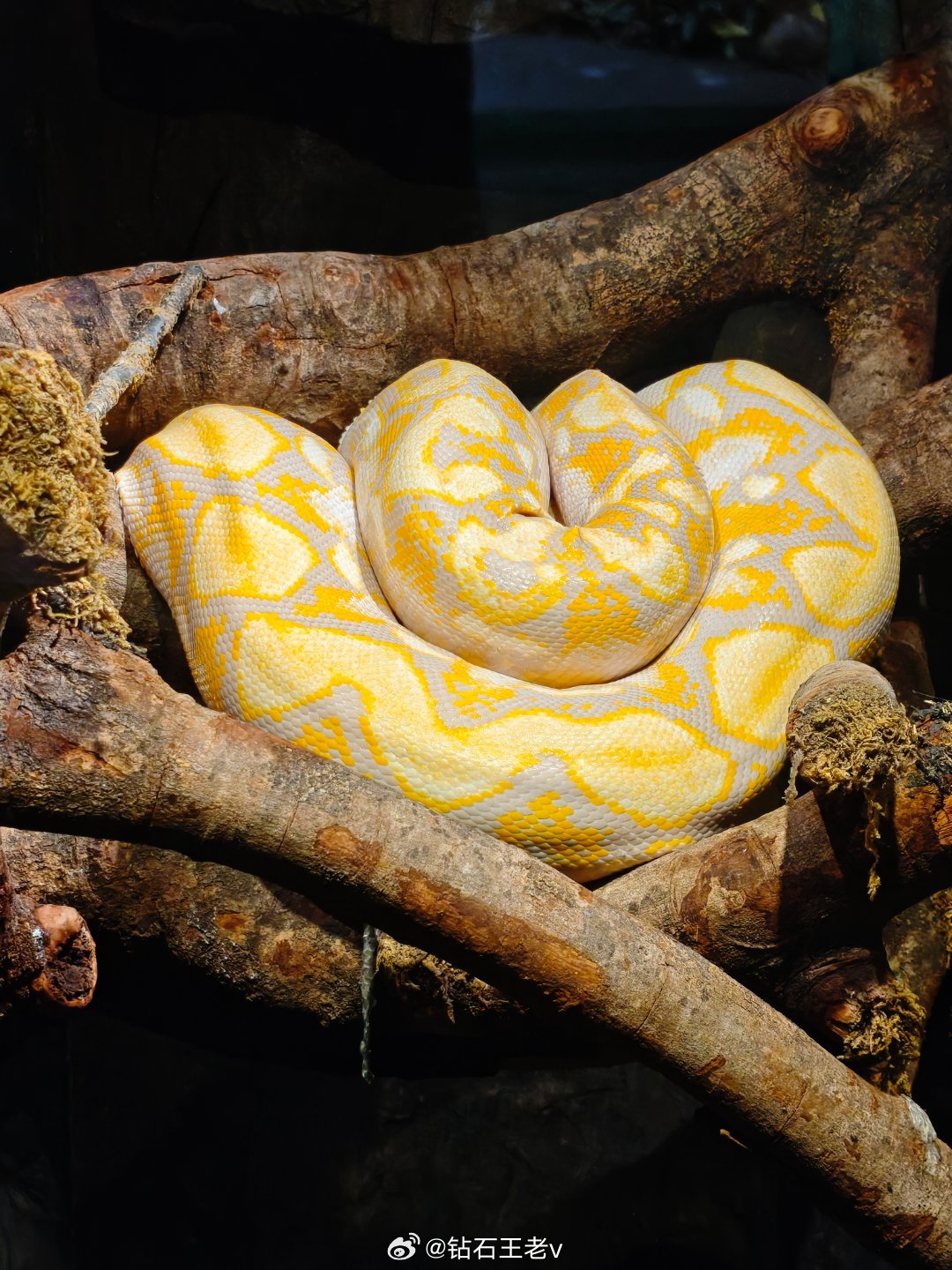 拍一些意义明确的特写（🐍⚠️） 