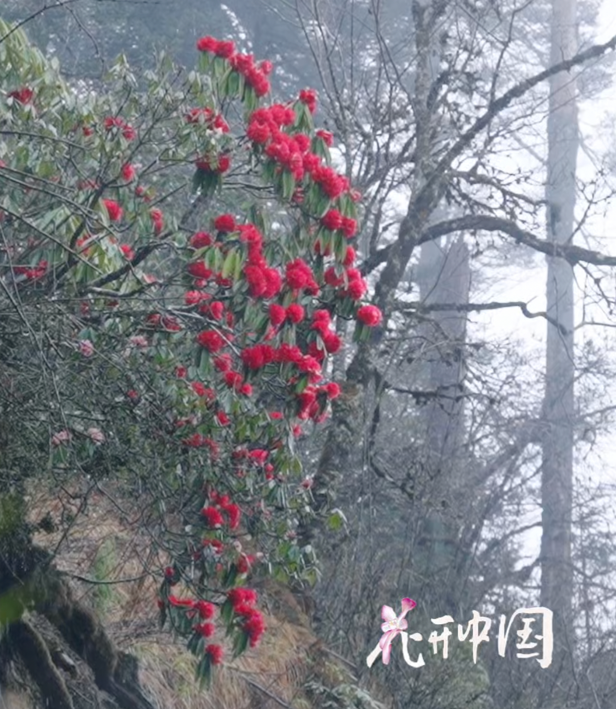 高山杜鹃生长近20年才开花看《花开中国》西藏林芝篇被一个数据震住了：高山杜鹃一株