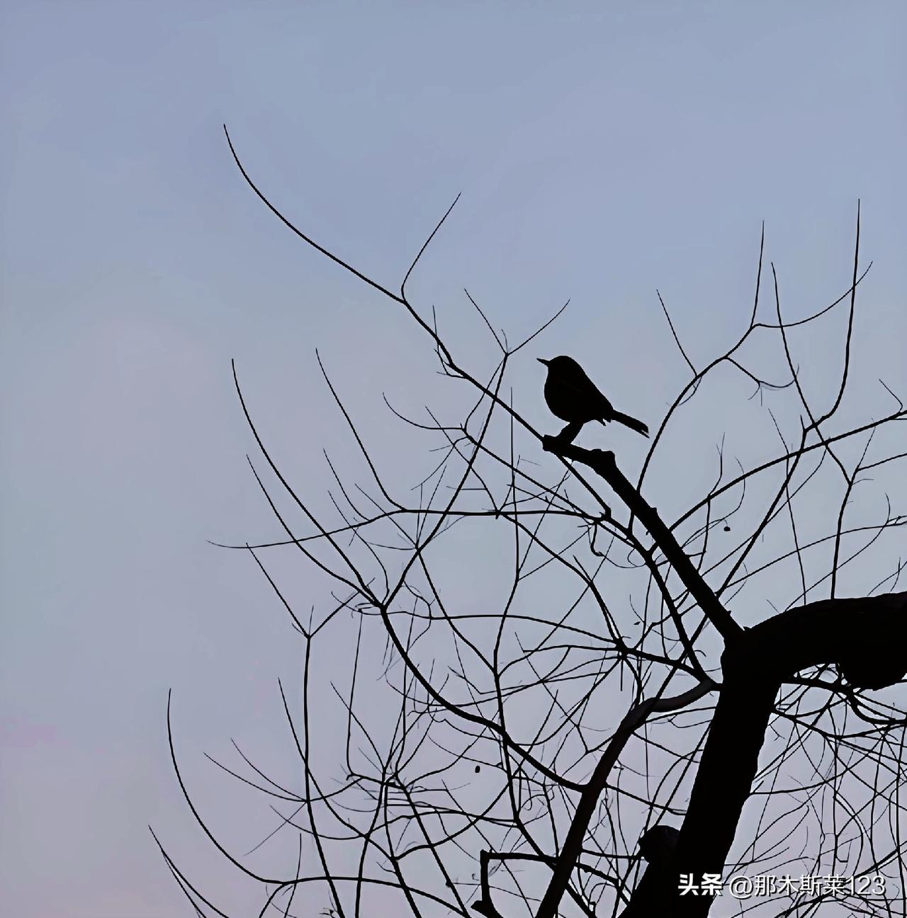 花落无人问，哪位才子佳人对下联？上联:花落无人问(头条)
下联:叶飞有鸟怜(原创