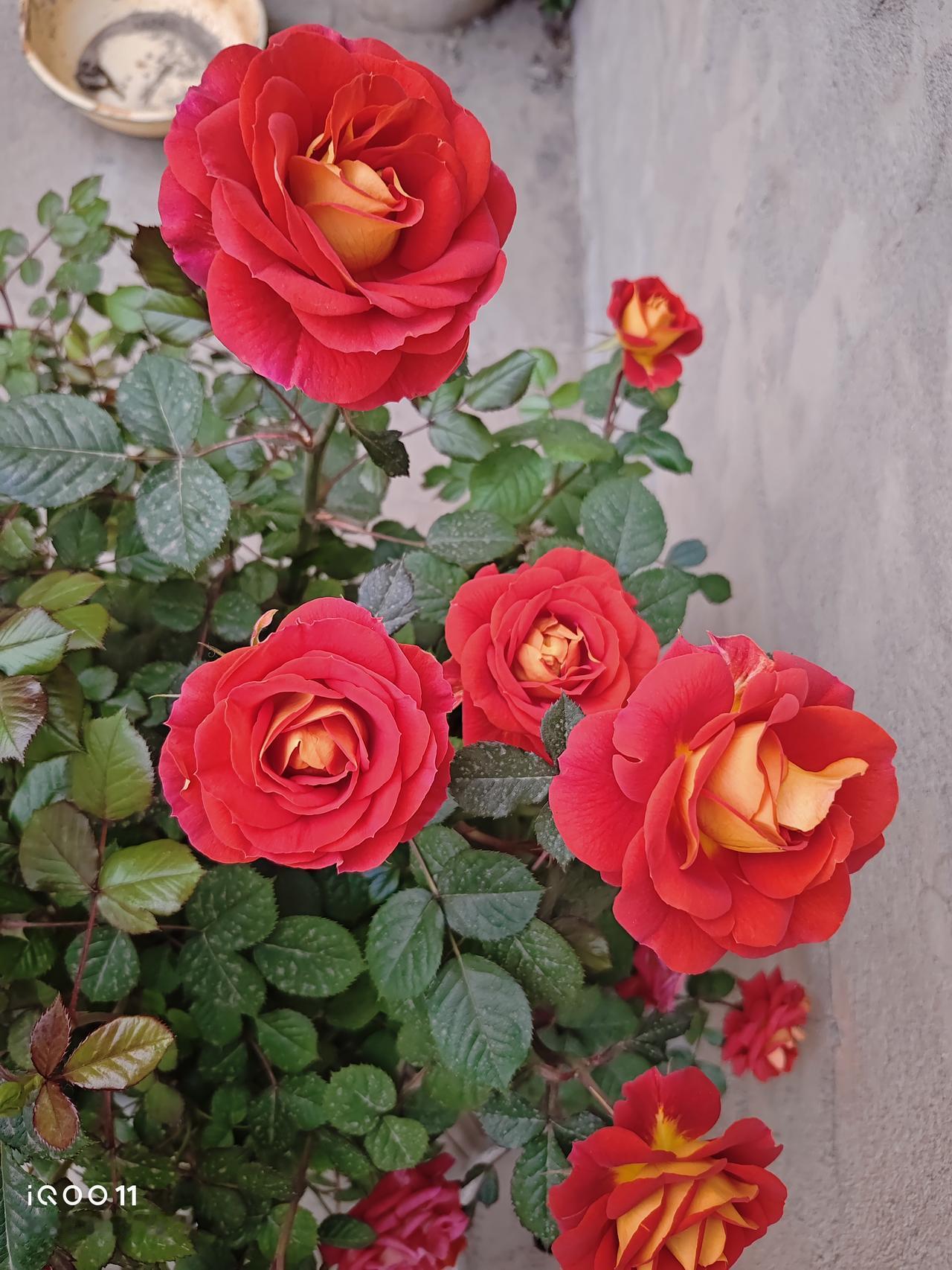 春日生活打卡季我家的月季开花了，颜色是红黄相间的，而且还是一种渐变的颜色，因为开