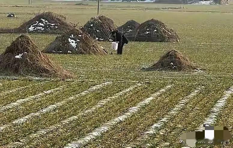 “深埋不留坟”3月30日起正式实施！有人担心这是忘祖宗，我却觉得，找对门道的改革