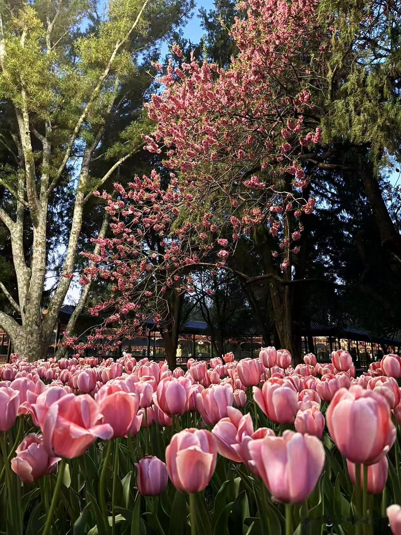​夕阳为郁金香镀上柔光，把春天的浪漫留到了傍晚。