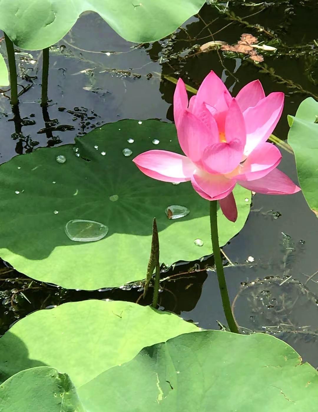 山青辞夏，辗转新秋。秋来福至，半满小安。原创摄影 出淤泥而不染的荷花 为荷而来因