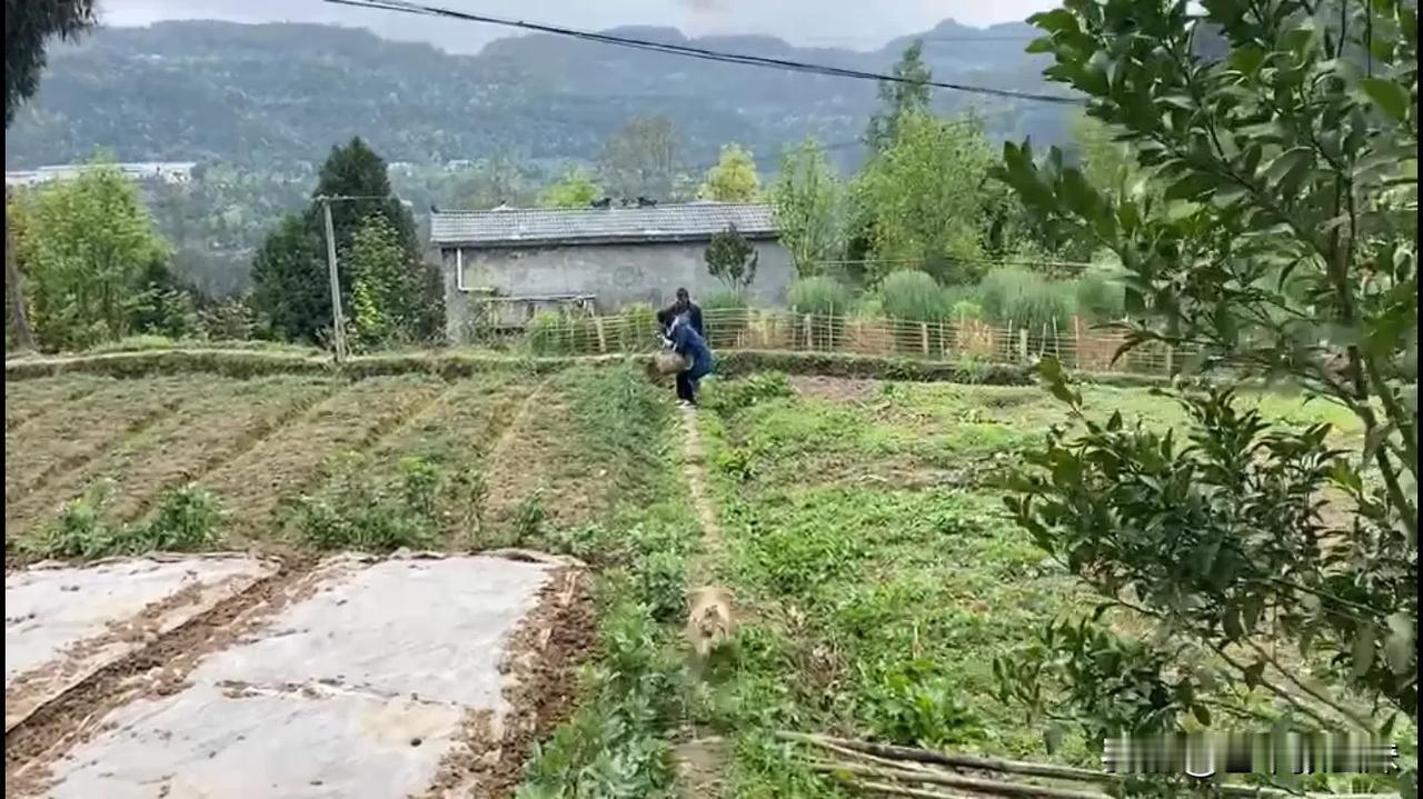 说实话，在农村真的有许多固执又无知，并且总有一番大道理的父母，表面上看是为了儿女