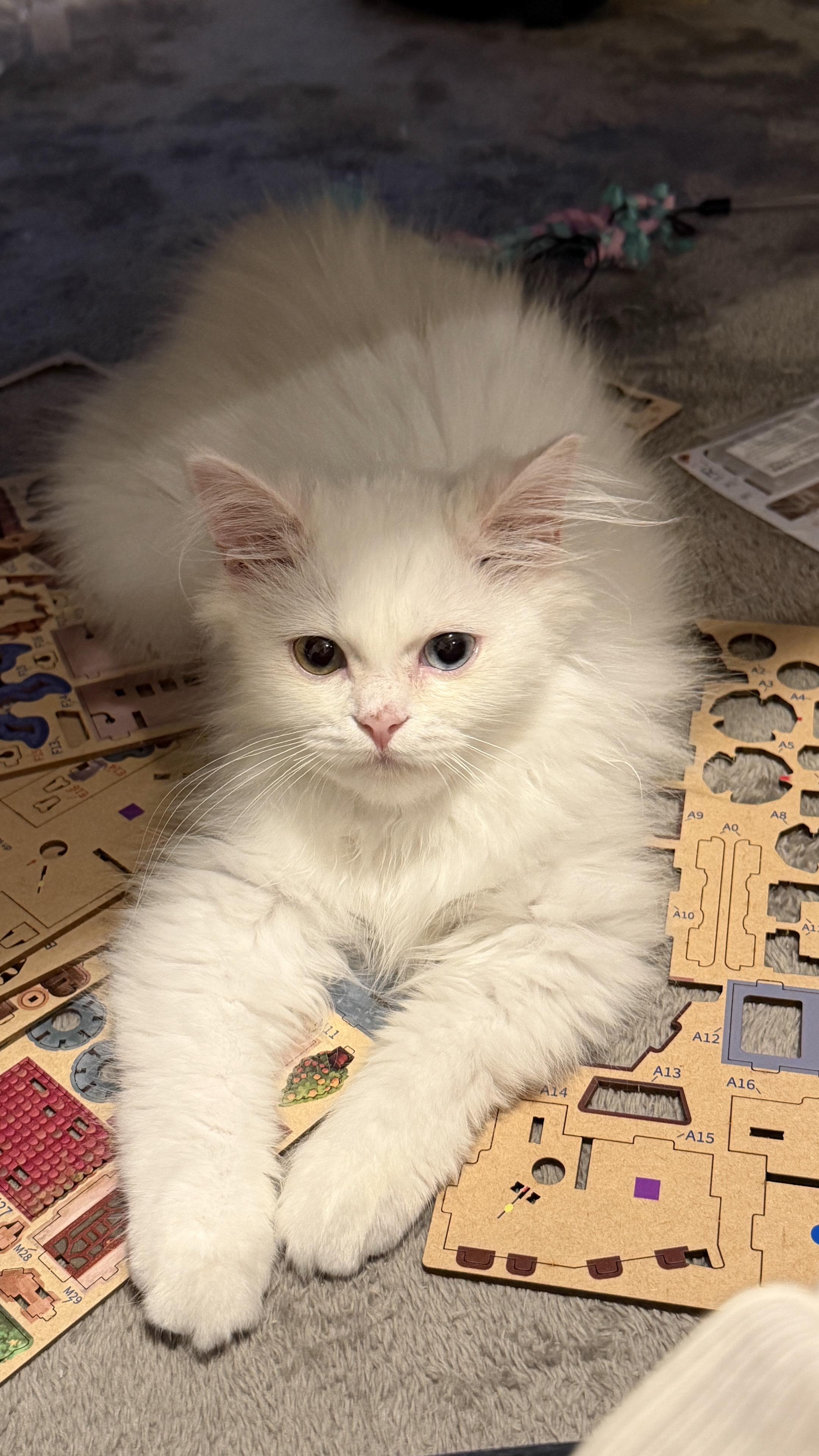 世界上最可爱的猫咪