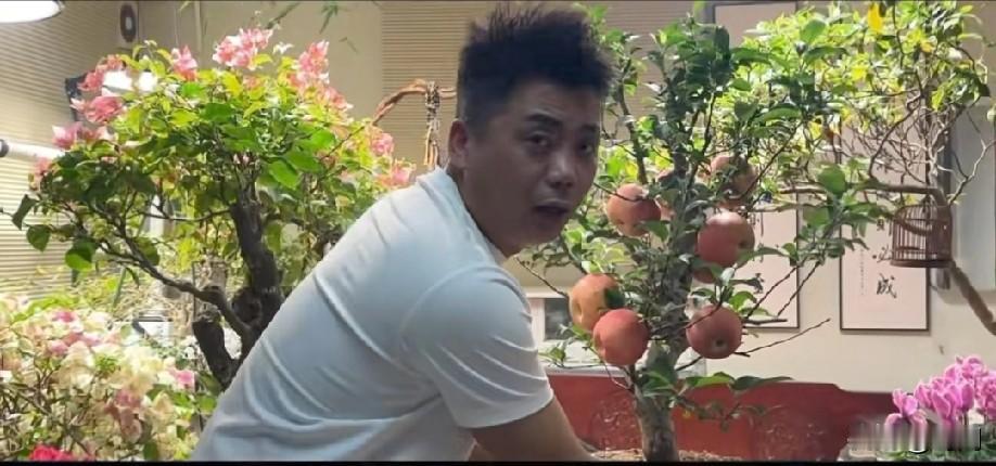 天津男子备年货买了一棵苹果树！
到家发现被骗了！
该男子已报警，因为到家发现苹果