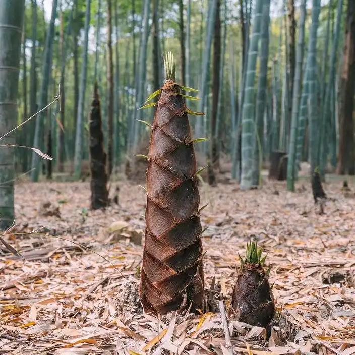 近日，浙江武义的摄影师楚过寒完成了一项令人惊叹的拍摄。他蹲守5天4夜，只为用镜头