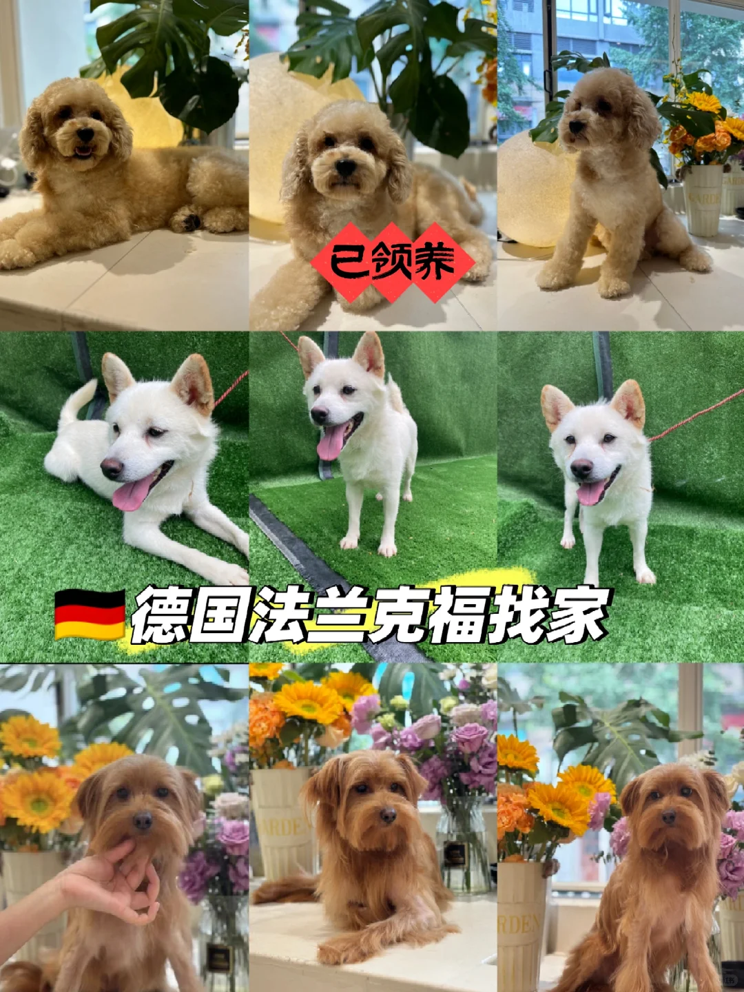 🇩🇪法兰克福，寻找领养家庭/中途