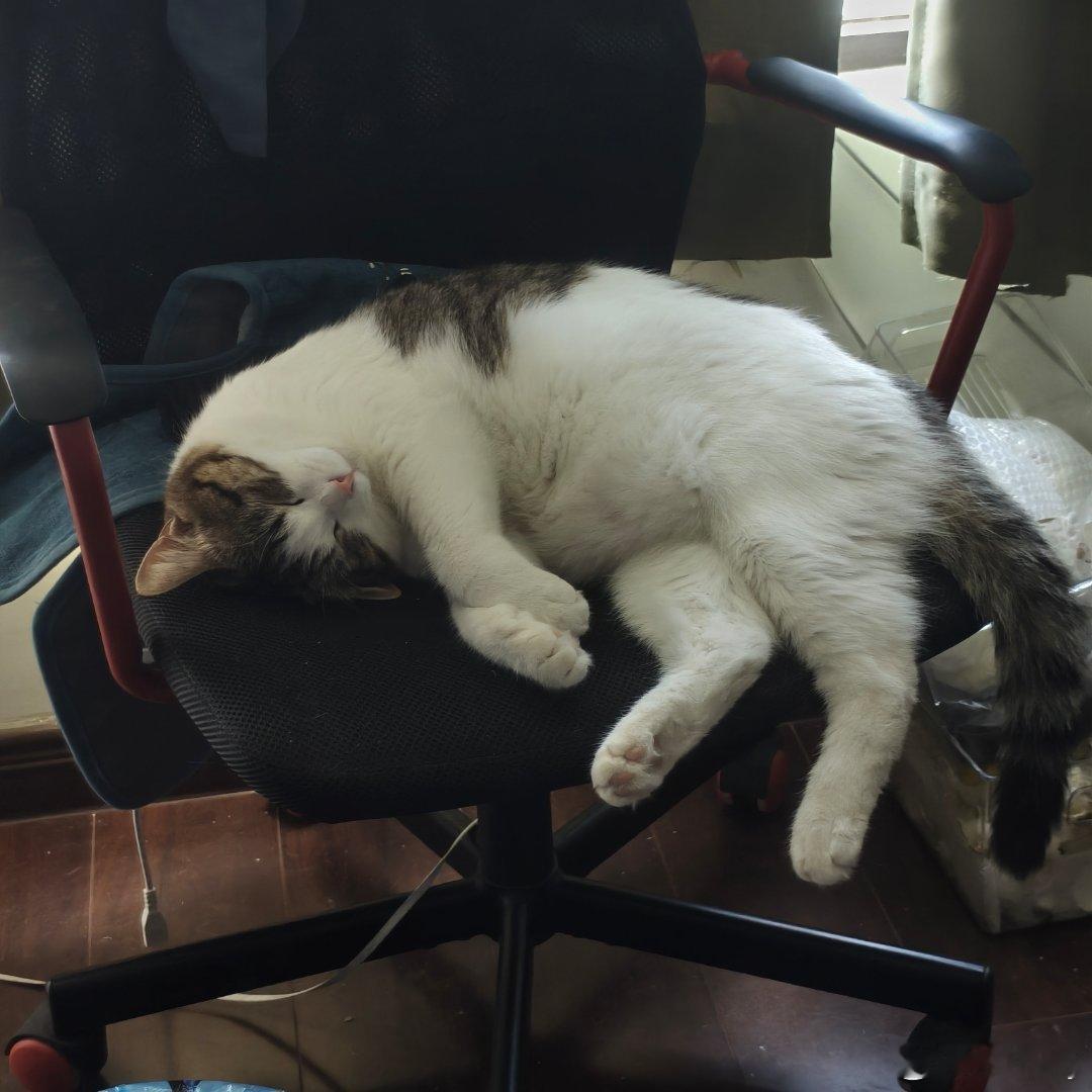 猪啊 ​​​
