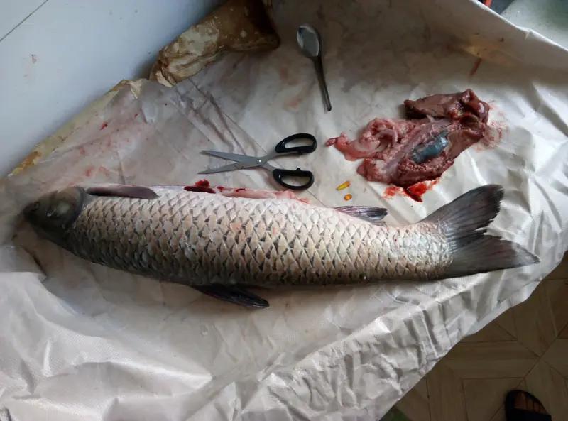 “活鱼麻醉”涉事商户被立案调查民以食为天，食品安全无小事，菜篮子安全是14亿国人