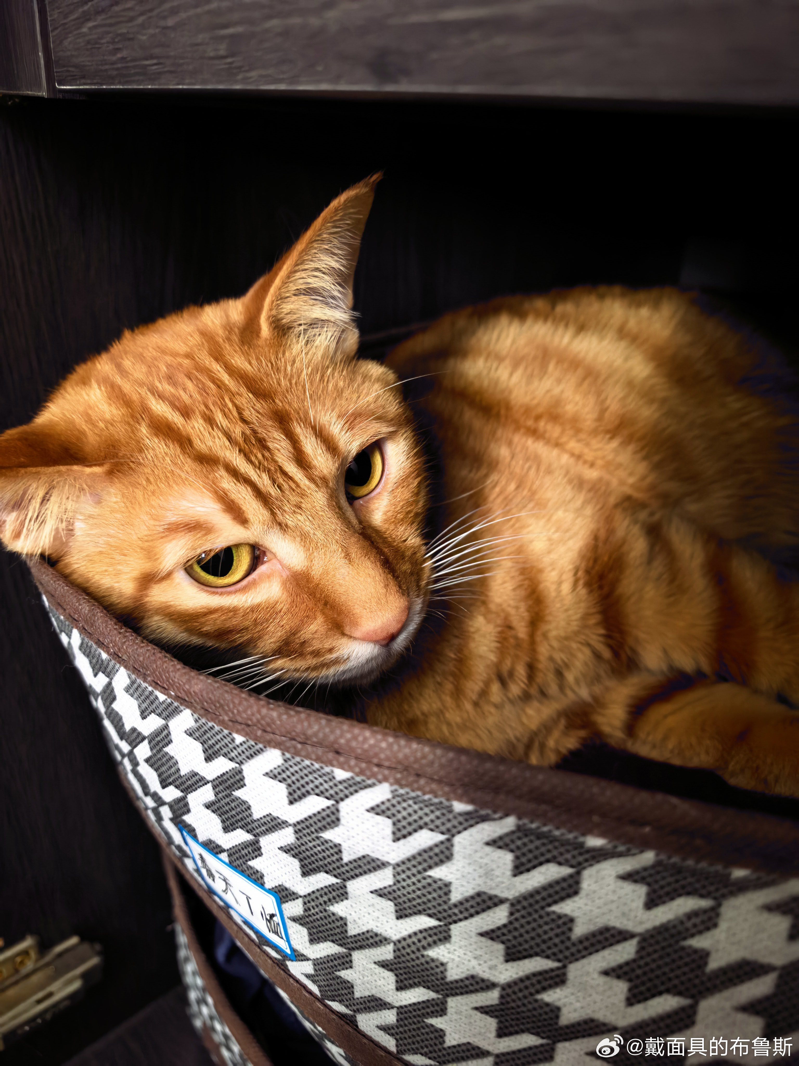 傻大橘哆米忧郁成梁朝伟了 