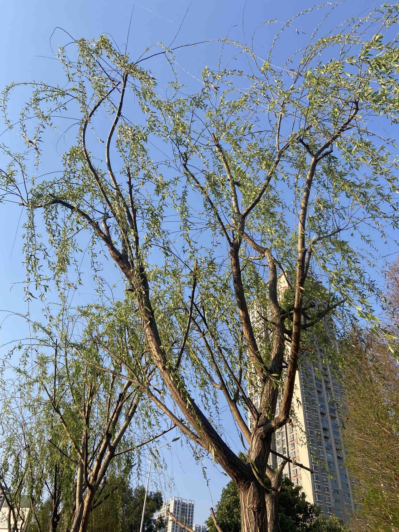 春天对过敏体质的人很不友好，如果还想在春天跑步就更不友好了，不仅要戴口罩，还要戴