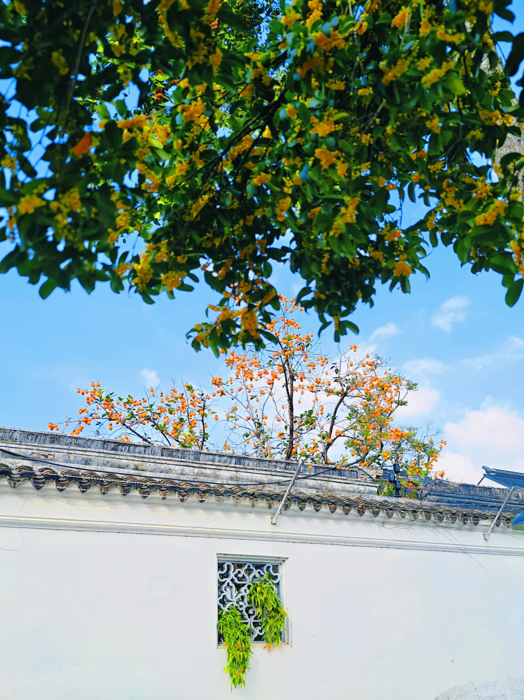 苏州秋天顶流浪漫！柿柿如意与满城桂香同框