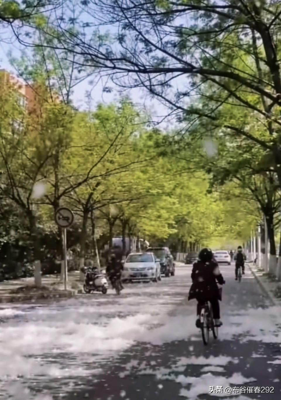 《柳絮》
原创五绝一首 
花粉搬运工
随风飘西东
春痕留不住
来去自从容
五绝新