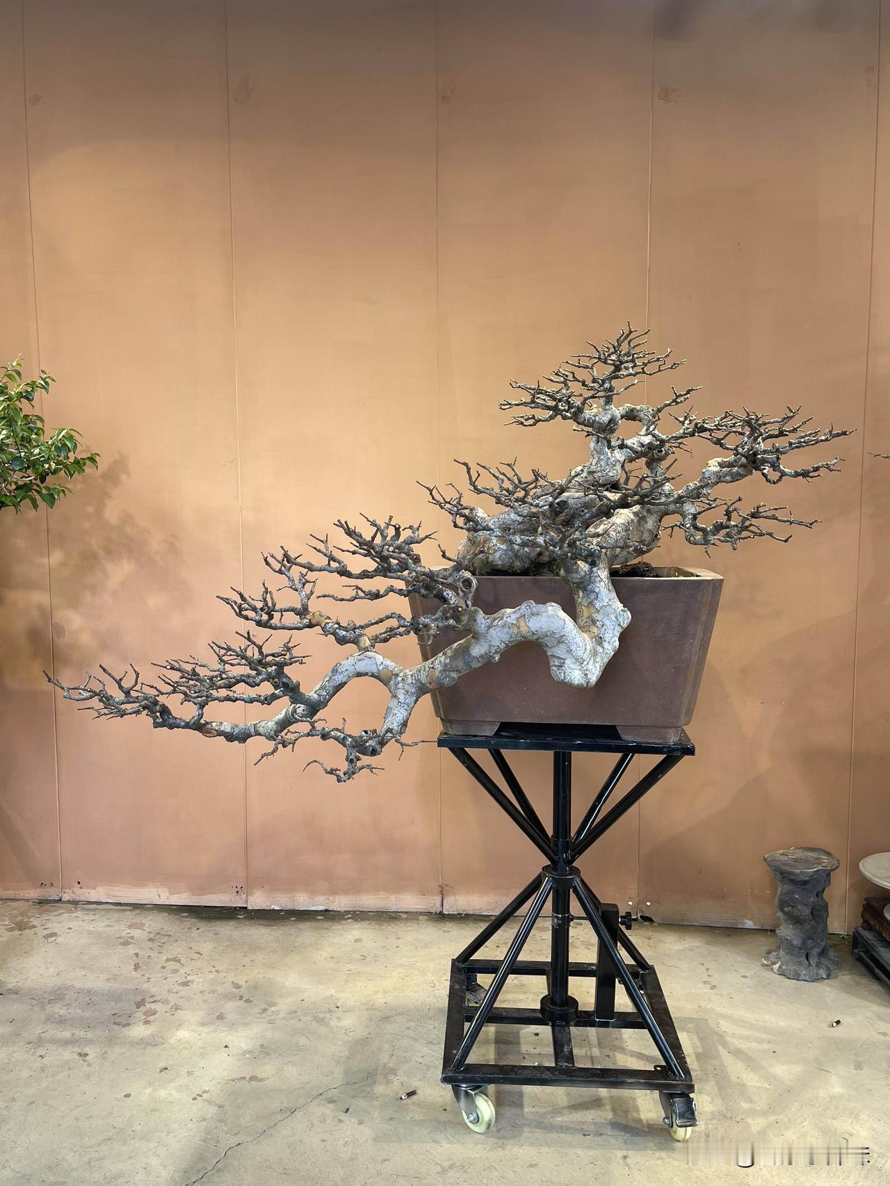 这株悬崖榆树，以盆为崖，以干为骨，以枝为笔。
主干如蛟龙探海，从盆中倾泻而出，嶙