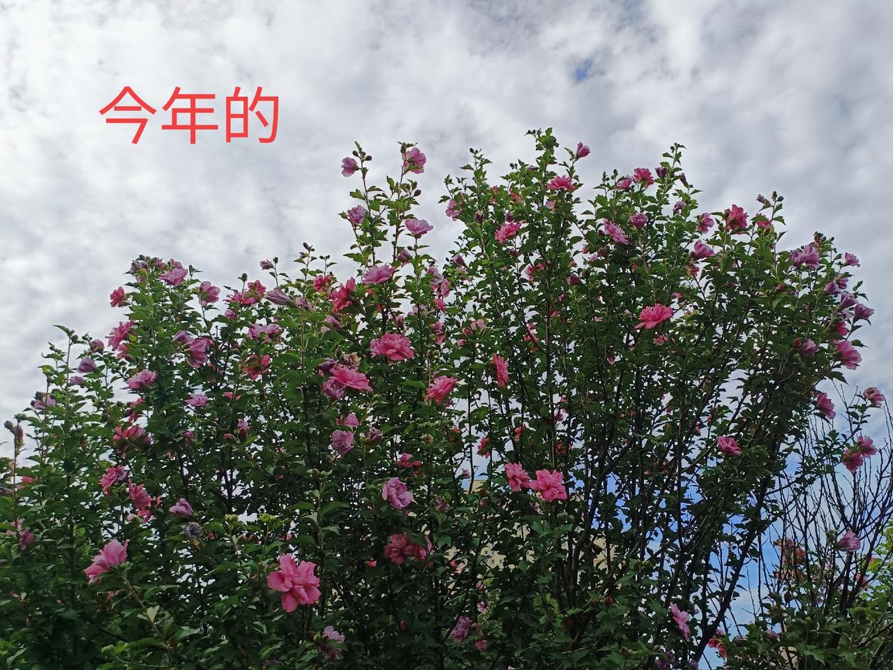 春有约，花不误，岁岁不相负。
去年的木槿花依然再次绽放，而今年的我已与去年大不同