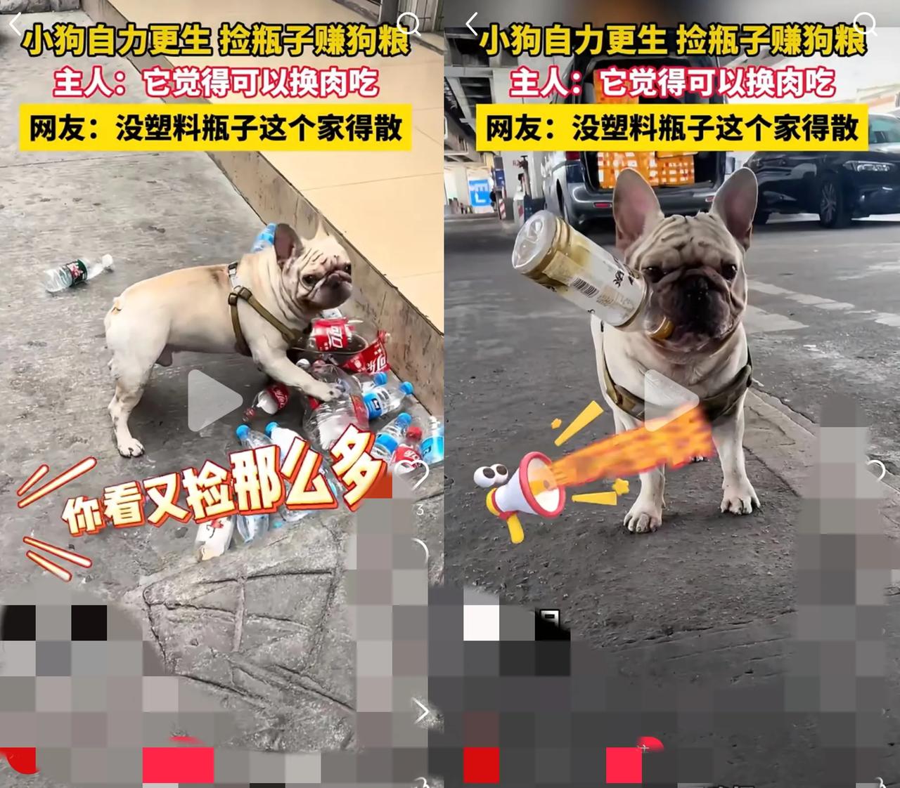 见过自己挣狗粮的狗吗？
 这只穿梭在街头的“打工仔”，用叼空瓶换肉的模样，把生存