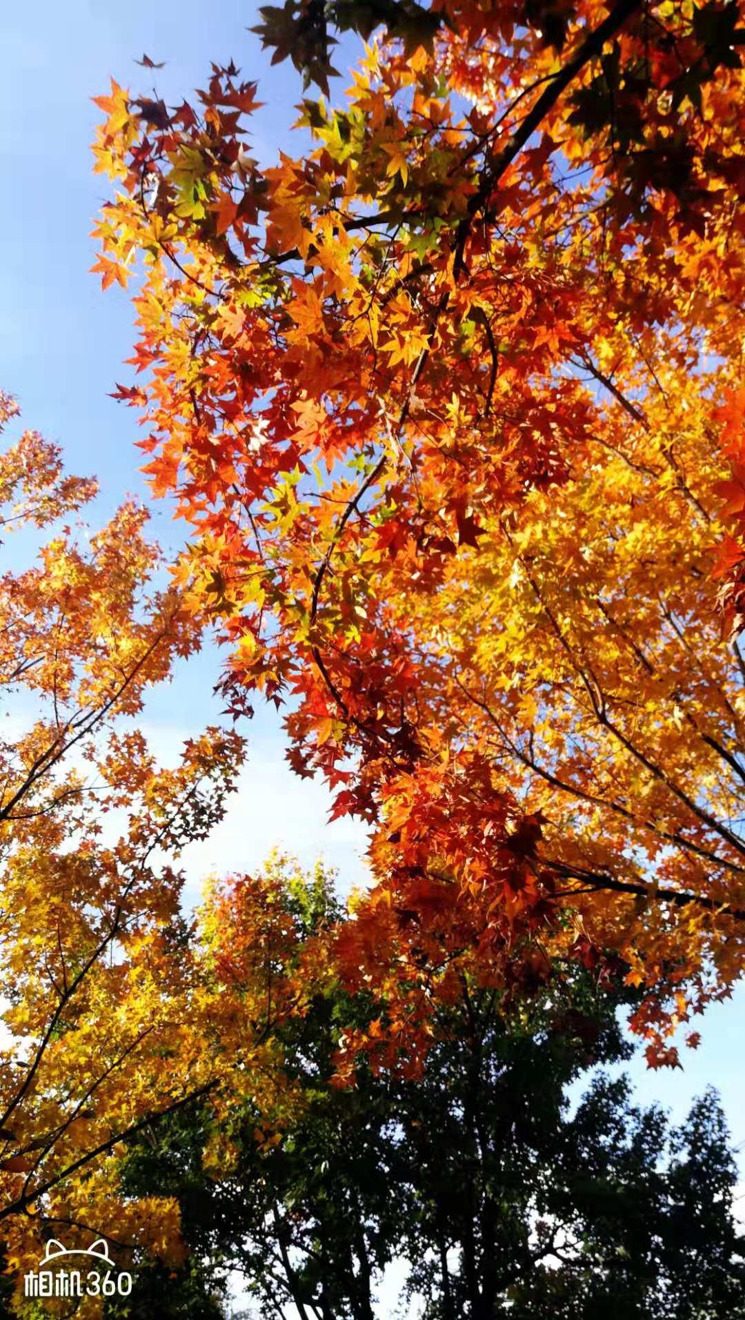 昨日忽闻先生踏鹤远去，执笔刹那，指尖冰凉。先生以言为灯，照无数学子迷途，以赤诚为