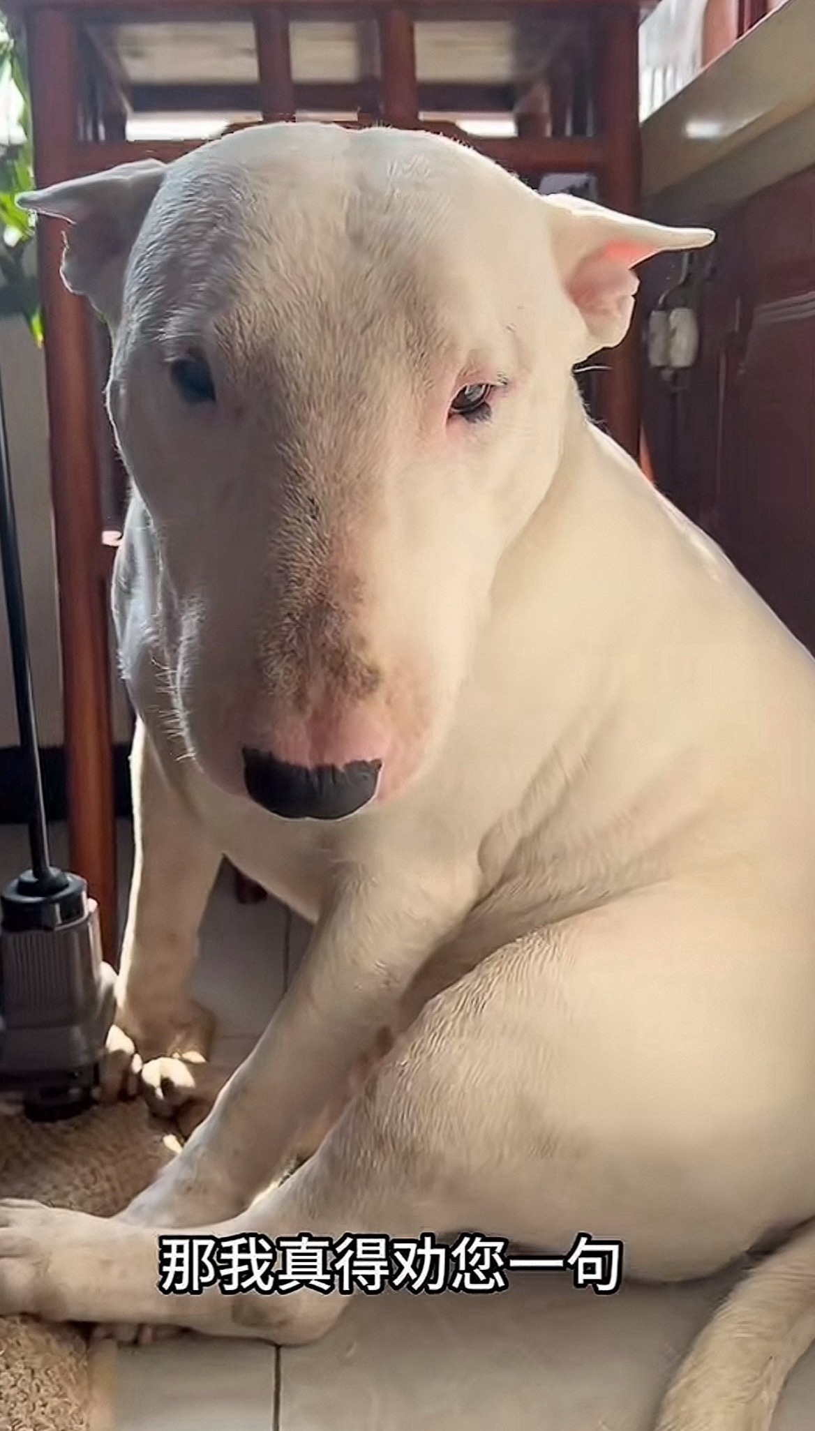 仙家阿雪：裕华路口今犹在，不见当年提🔪人，提不动了，首秀了，给里面待没钱了也是