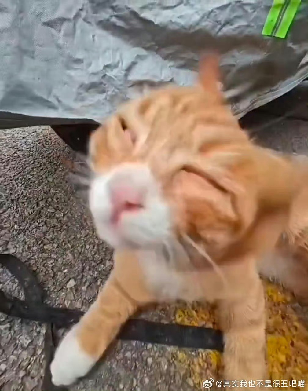 其实也不是很丑吧喵 还有点萌 桀桀桀 