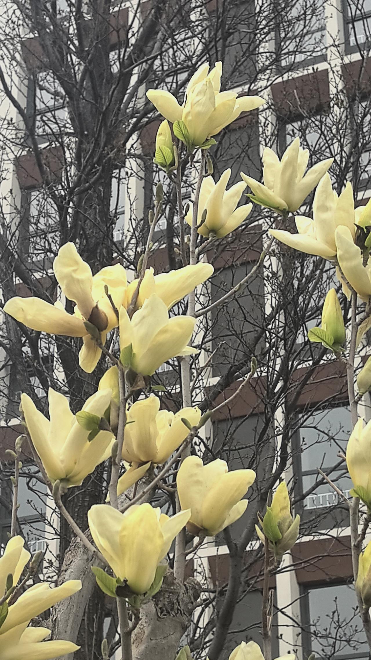 春天的玉兰花开