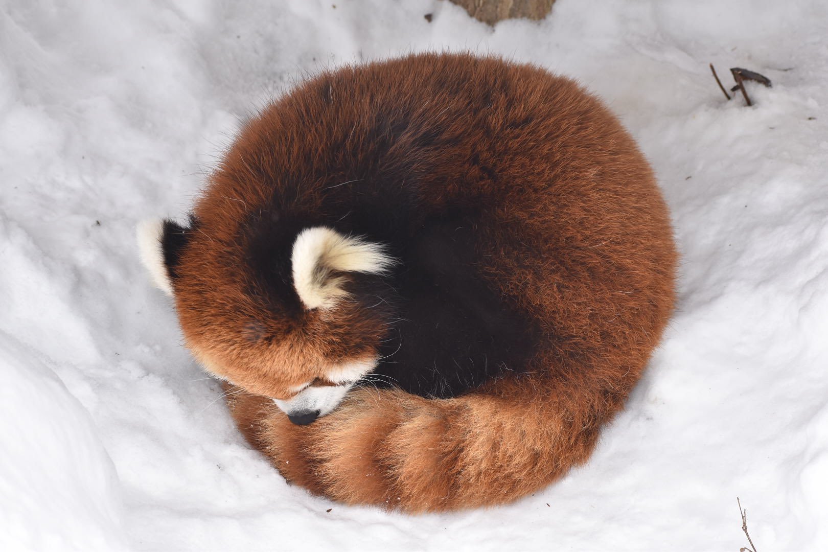 (✪㉨✪)超级无敌规整的小熊猫贝果！！ 