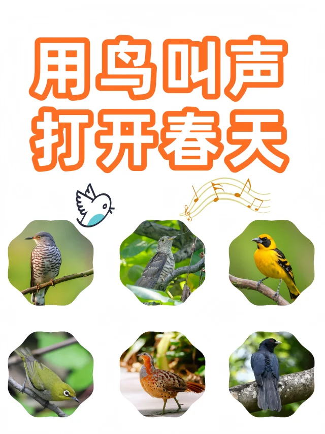 自然教育丨用鸟叫声打开春天🎵(一)