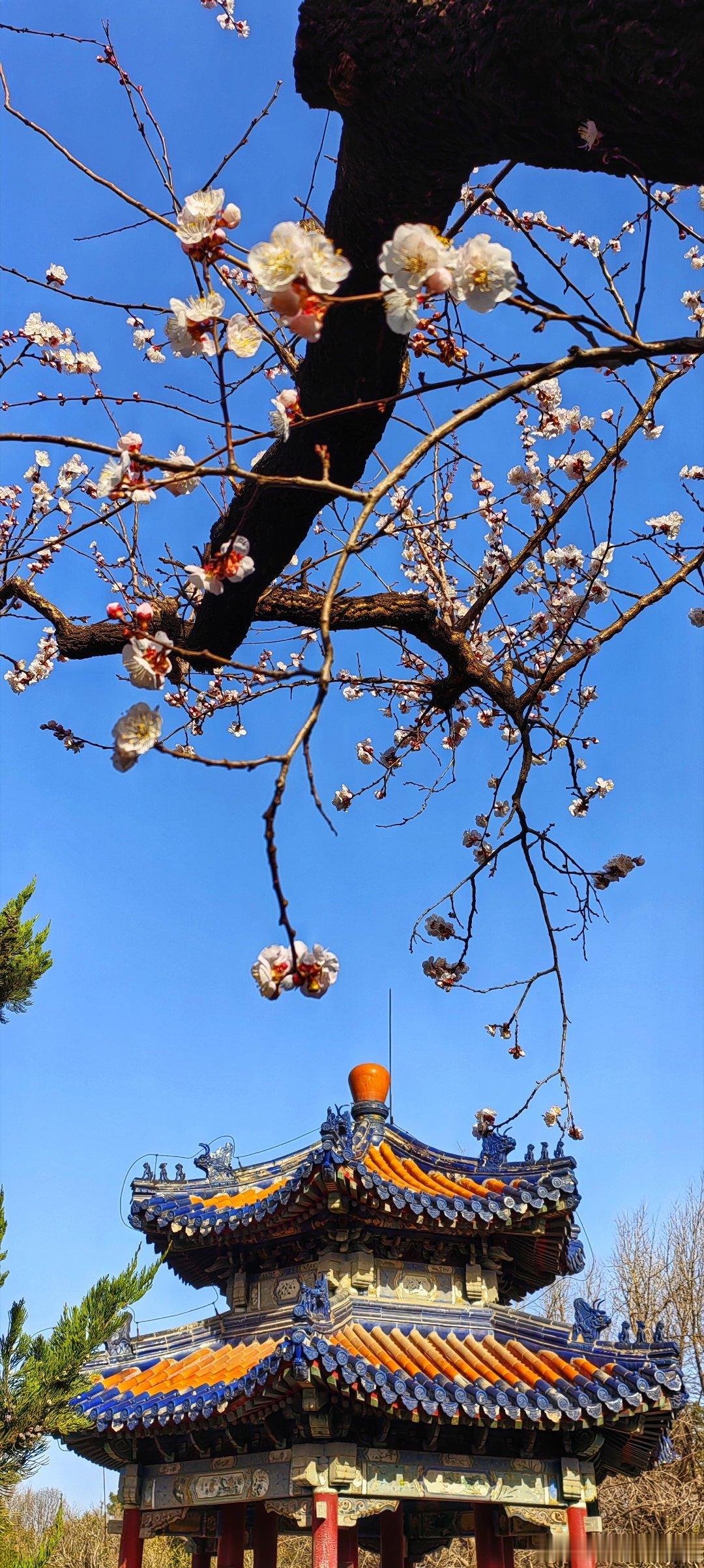 北京天坛百花亭杏花🌸摄影​​​