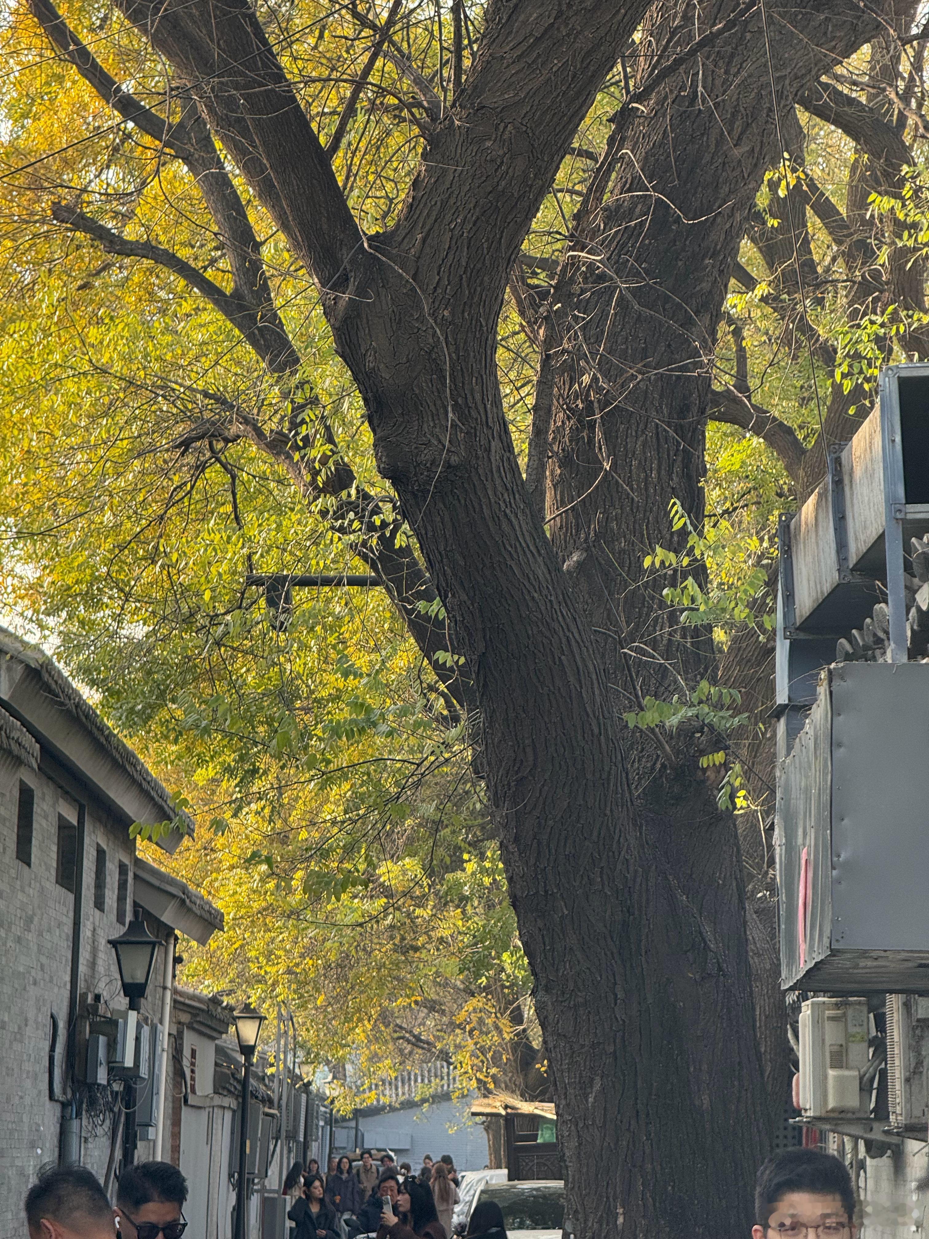 虽然已进入冬天，但北京胡同里仍能看见生机 