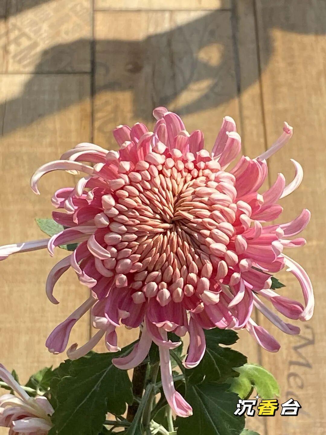 沉香台菊花是重瓣型国菊，花瓣层层叠叠，初开橘粉色，后期粉白色，非常明媚的颜色，花