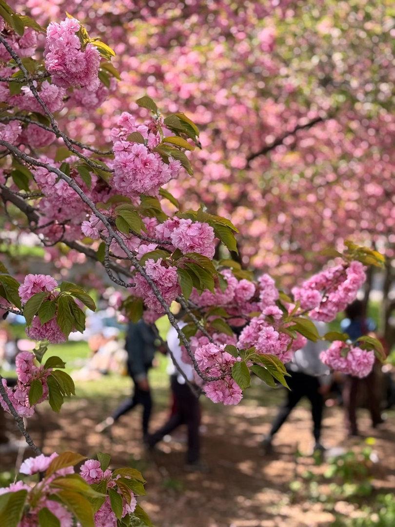 这一周的热浪，把春天一下子推到了极致。在纽约 Central Park，樱花已经