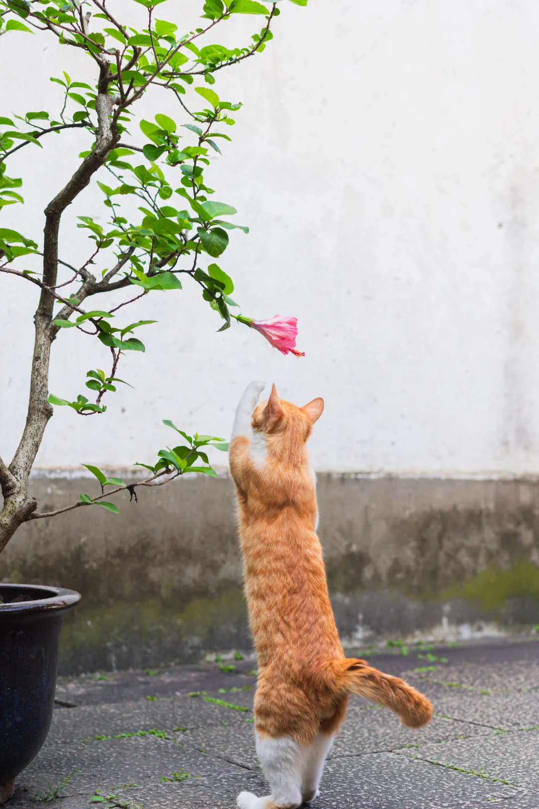练拳击呢？想打谁？