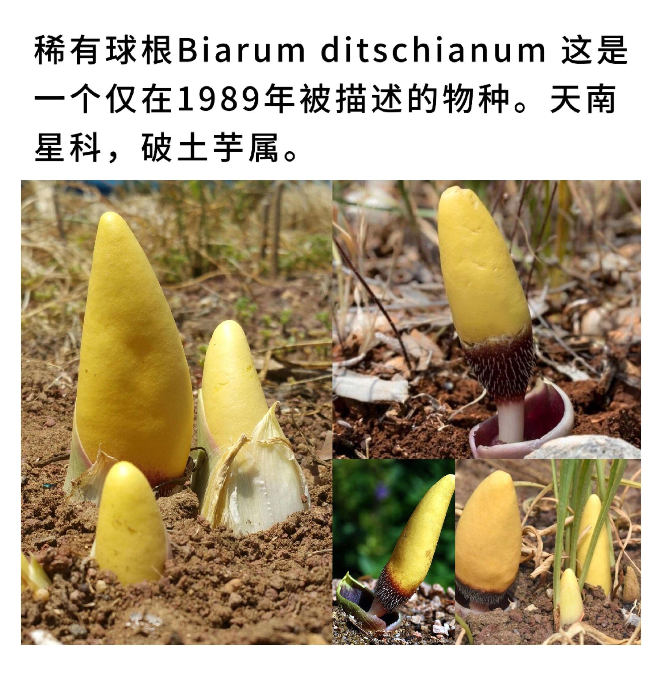 稀有球根Biarum ditschianum 这是一个仅在1989年被...