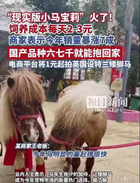商家称马年矮脚马销量暴涨7成日养成本两三块的家庭萌马 谁能拒绝矮脚马的暴击！马年