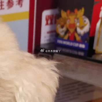 比熊🐶🐶的快乐 