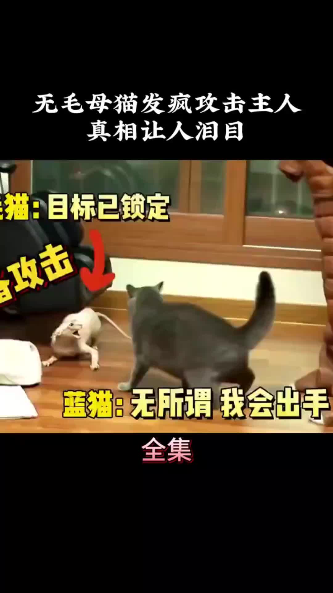 动物的迷惑行为 动物世界 万物皆有灵性