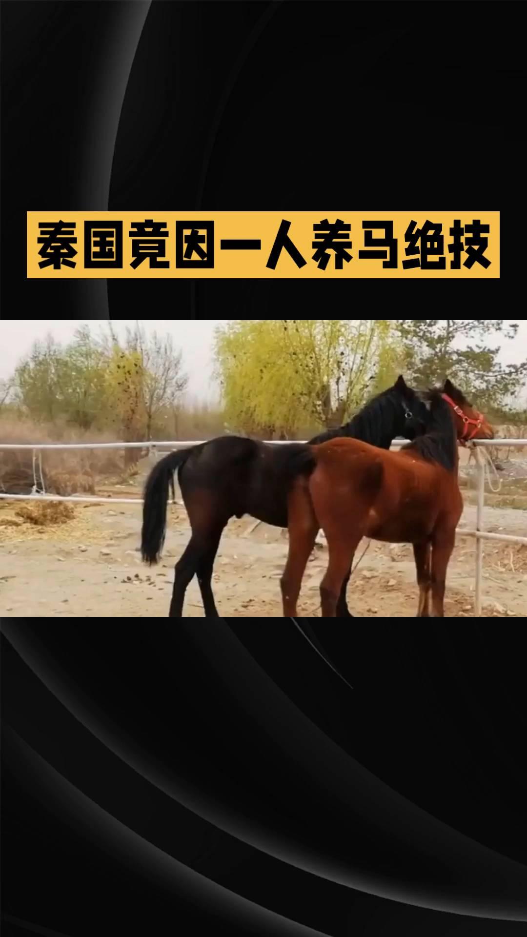 秦国竟因一人养马绝技一跃成为战国第一马场。这位"养马大师"究竟有何神奇之处？这位