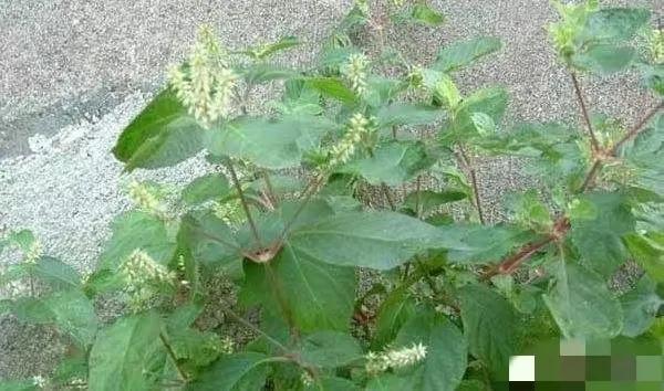 你是否曾为关节疼痛所困扰？今天，我要给大家介绍一味神奇的中药——牛膝，堪称关节的