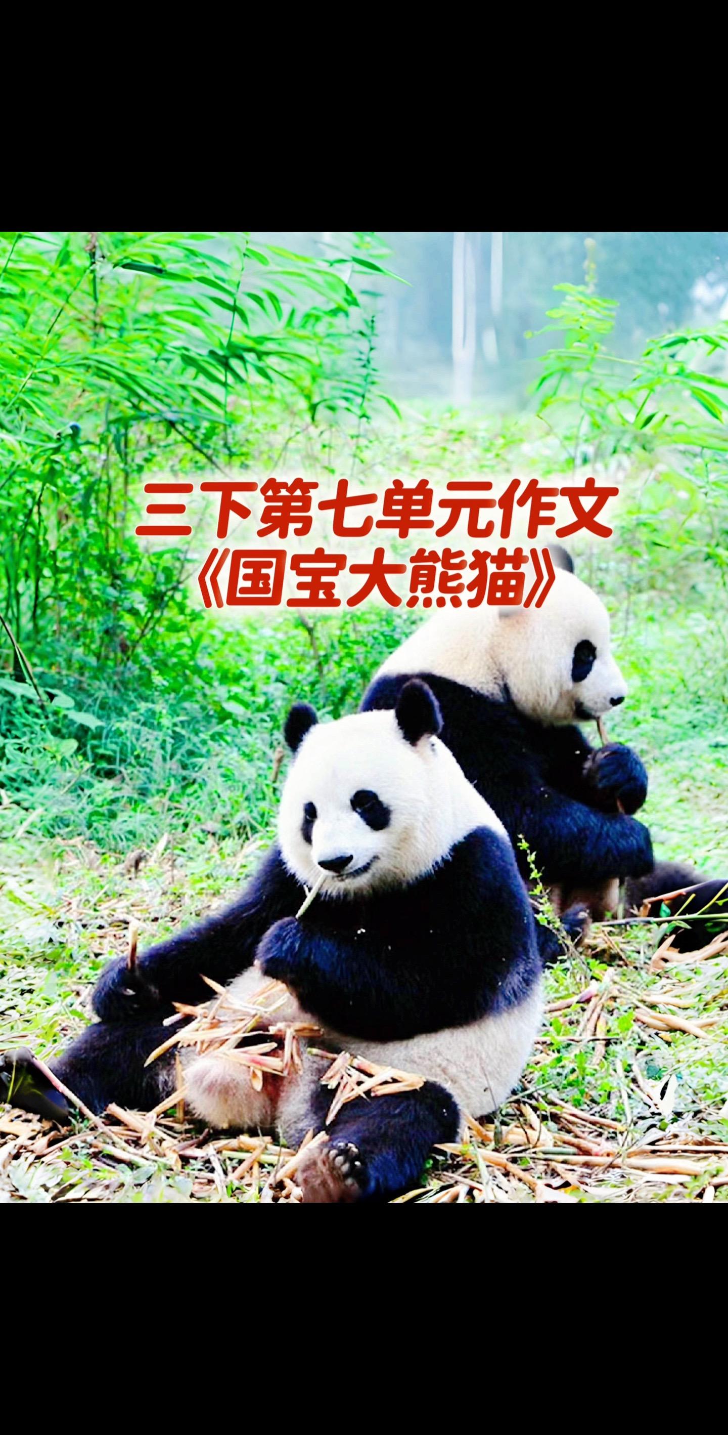 宝妈们，你们要的，小学三年级下册第七单元作文《国宝大熊猫》来了，明天再给你发一篇，多让孩子背几篇，仿写几篇，孩子的作文成绩突飞猛进，期末考试看效果！
