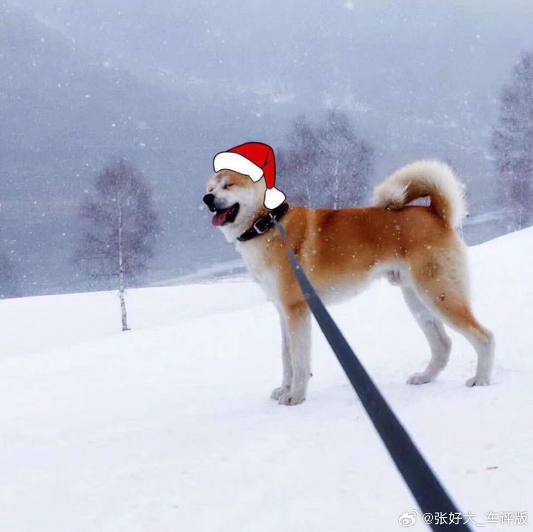今天在朋友的带货群推荐她下雪季玩双板，突然有个妹子说，这个秋田（头像）是金金吧？