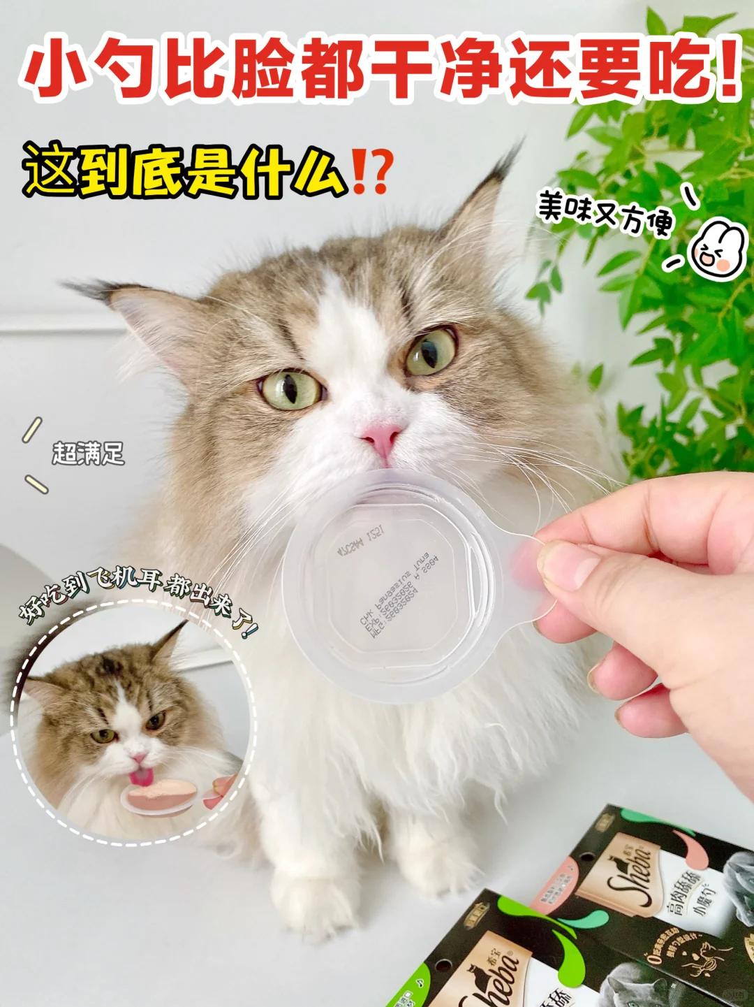 猫猫零食怎么挑？惊喜的专属美味速看！