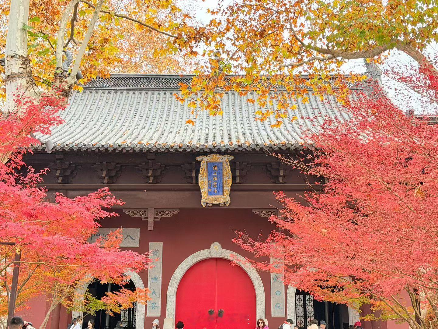 栖霞寺的枫叶都红了周末天气好可以去看看