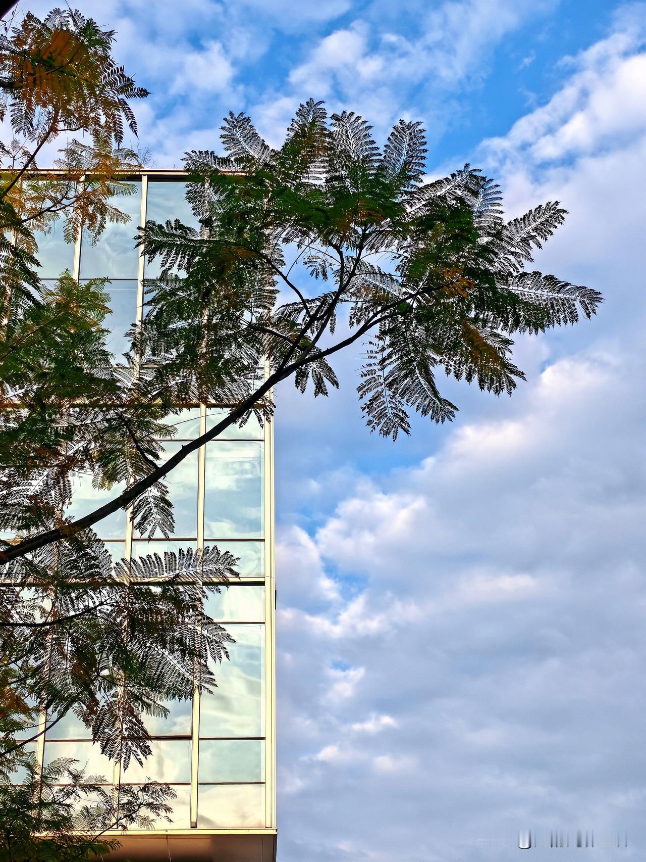 春节假期结束了，2026年马年春节初八早上，我上班路上随手就拍了张重庆的蓝天景色