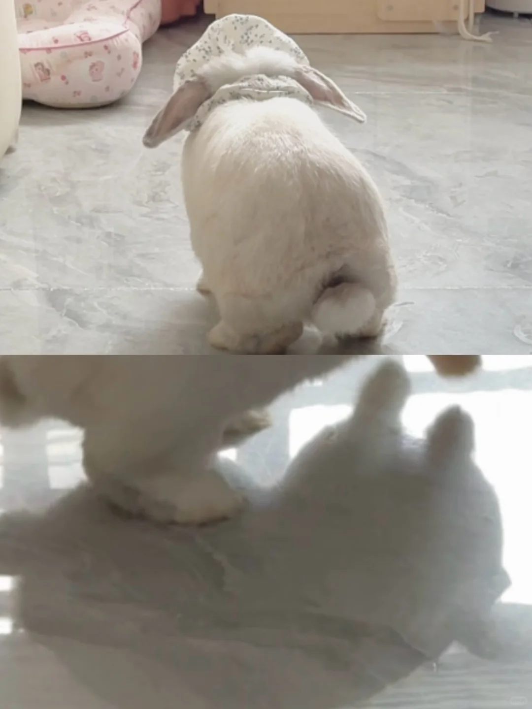 看后背和影子猜动物🐶