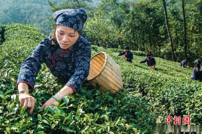 台州天台用工业思维重新定义一杯茶 天台深耕万亩茶产业，以科技赋能、文旅融合，走出
