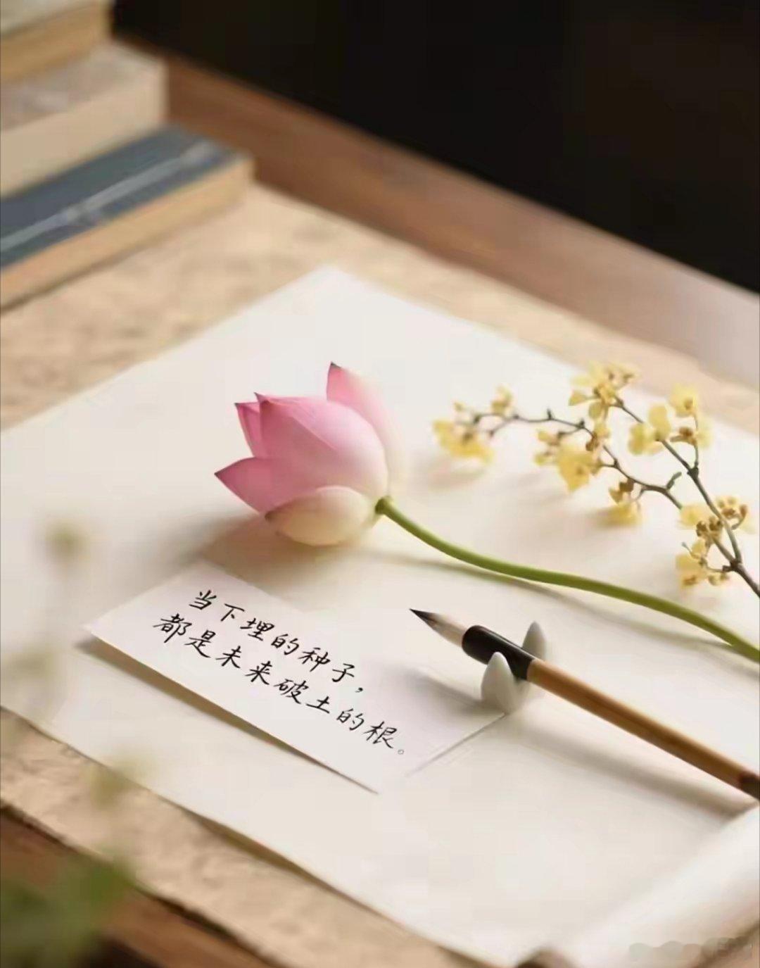 每个人花期不同，不必羡慕有人比你提前拥有，你只须要不声不响做好自己。 