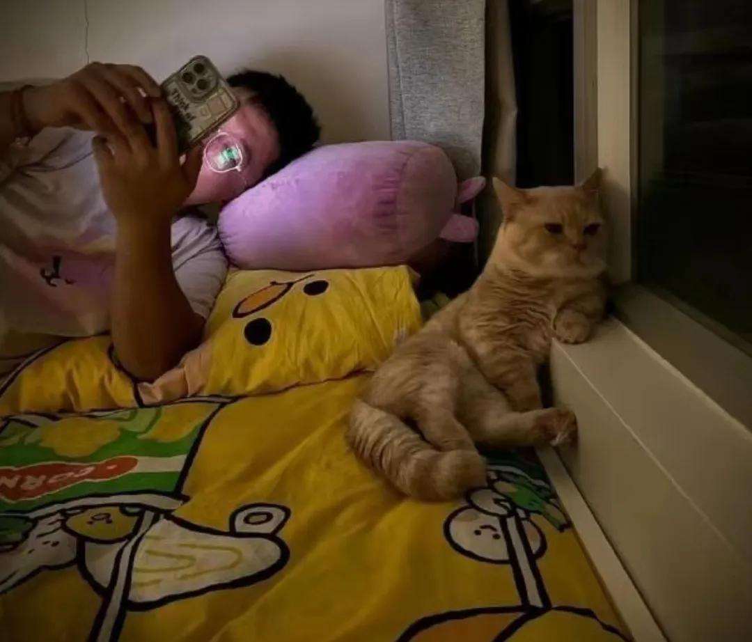 #秋日生活碎片打卡#被冷落的小猫咪和躺着刷手机的人类，这张图虽然是p的，但是，可