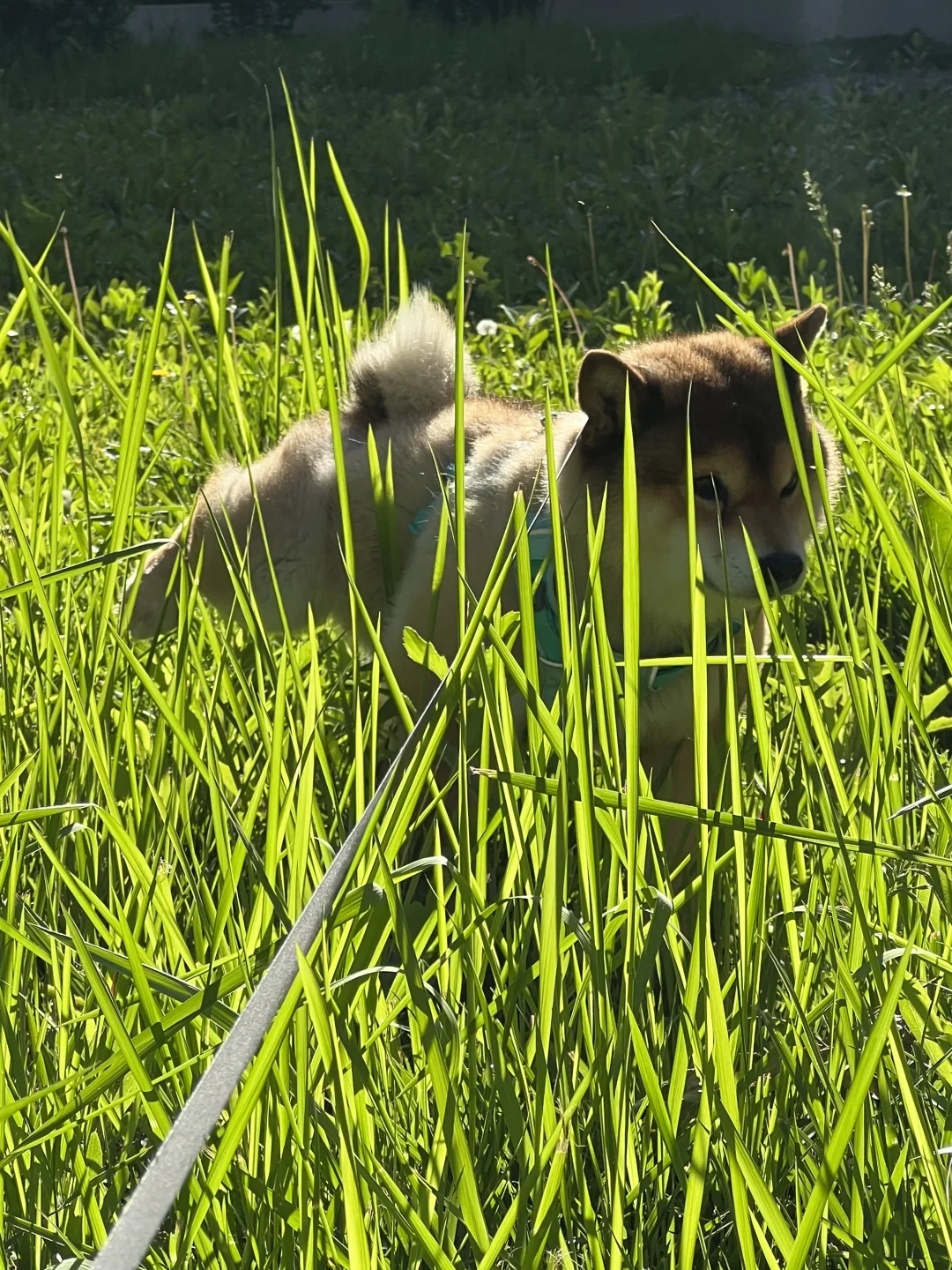 狗：这块地盘我丧彪说了算
