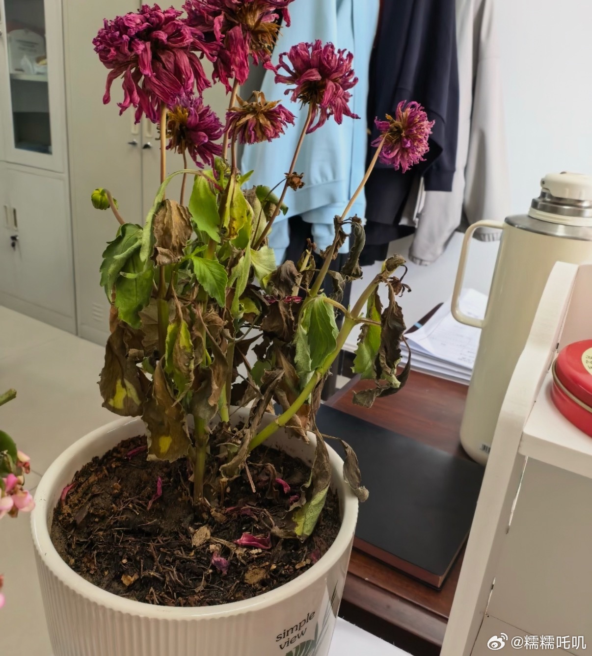 当我把压力说给单位的花听最近的压力和这盆花一样，凋落了…… 