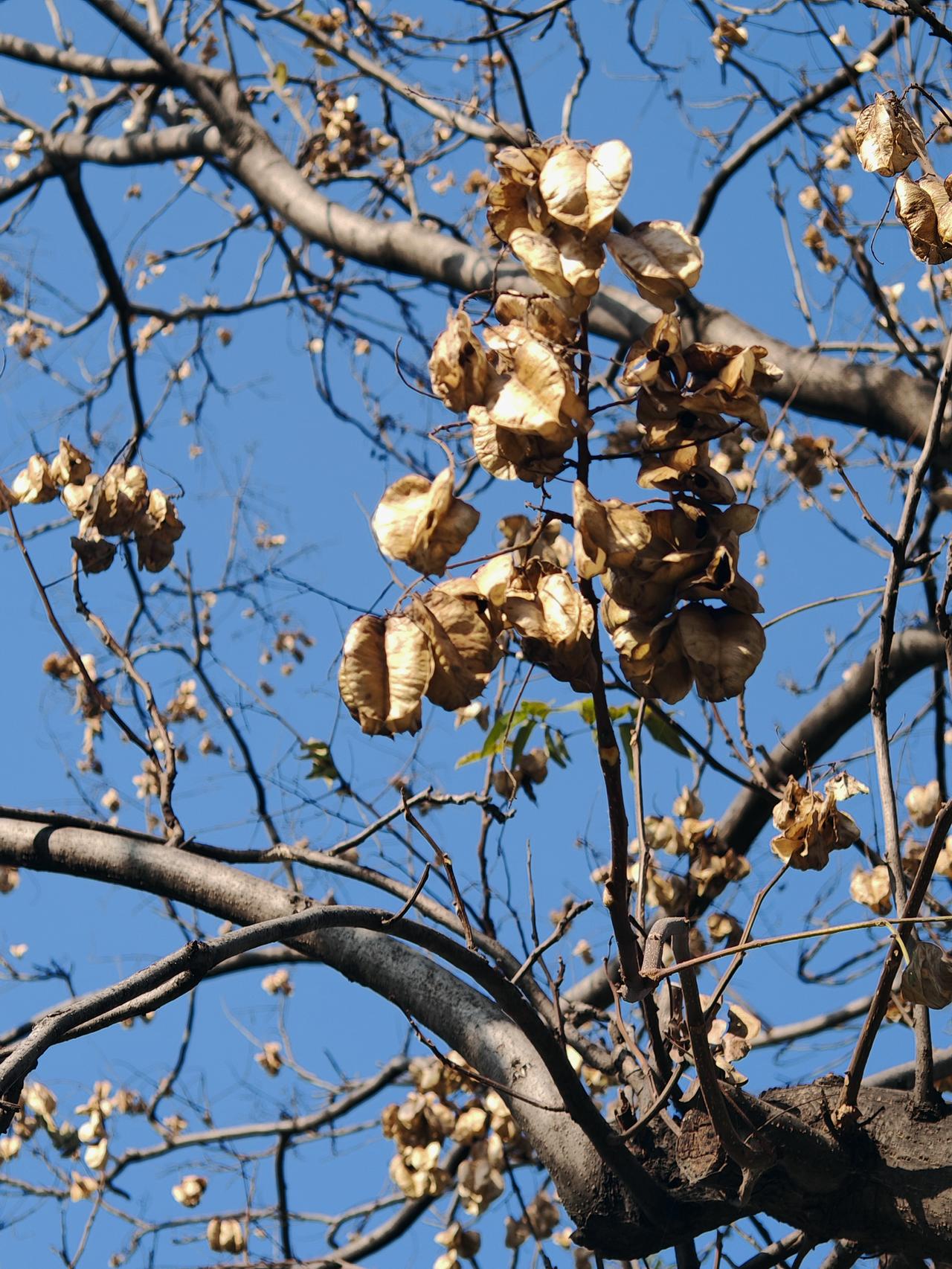 最近发现好多人喜欢金光闪闪的发财树，感觉它就像财富的象征。在金玉满堂树排行榜里，